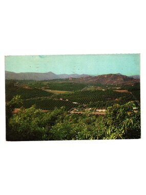 Vintage 1963 Escondido California Avocado Groves Postcard Used Postmarked Stamp